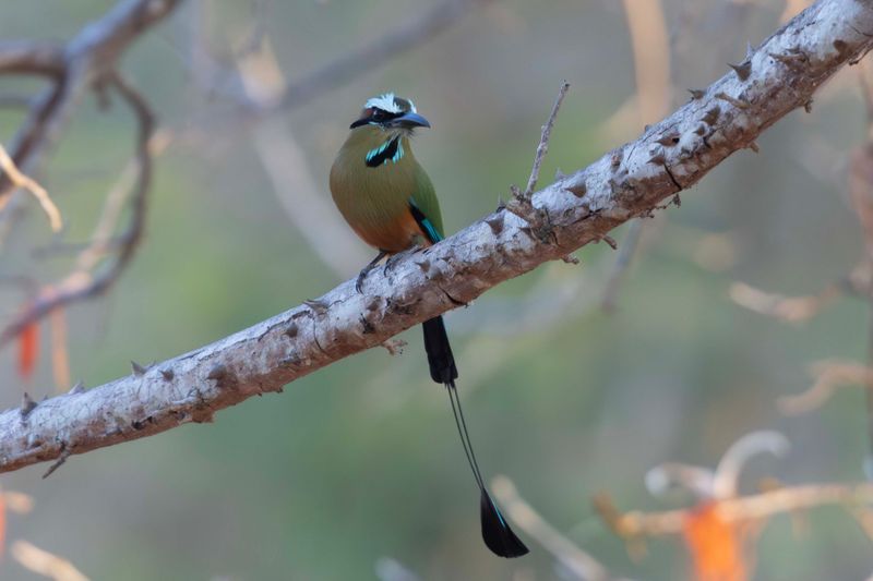 Motmot,Turquoise-browed