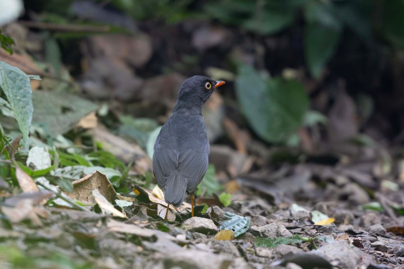 Nightingale-Thrush, Slaty-backed