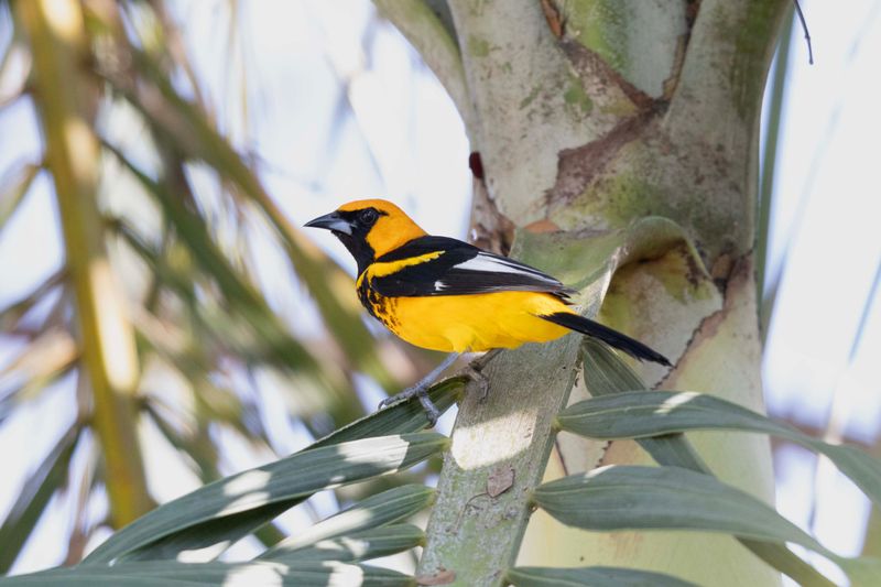 Oriole,Spot-breasted