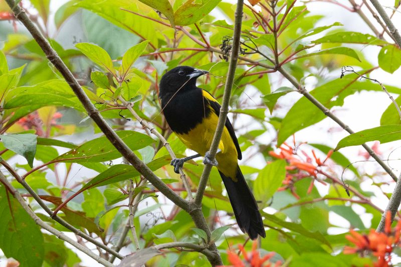 Oriole,Black-cowled