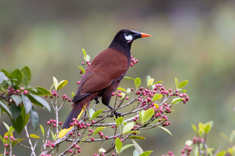 Oropendola,Montezuma