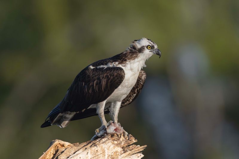 Osprey,Western