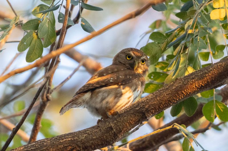 Owl,Ferruginous