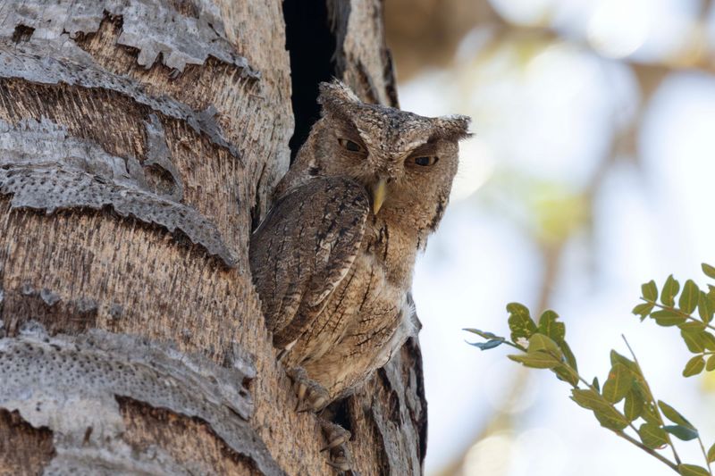 Owl,Pacific Screech