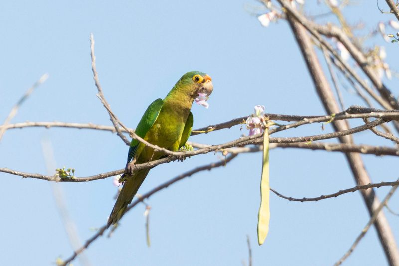 Parakeet,Orange-fronted