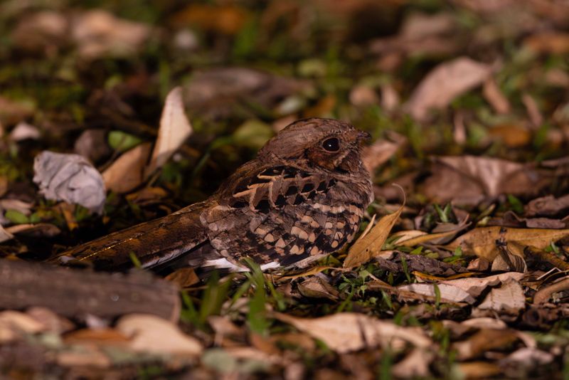 Pauraque,Common