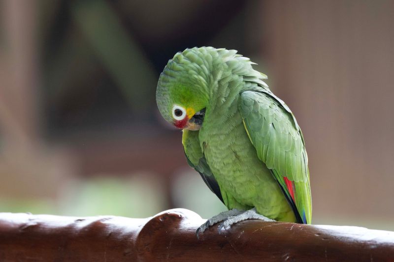 Red-lored Parrot
