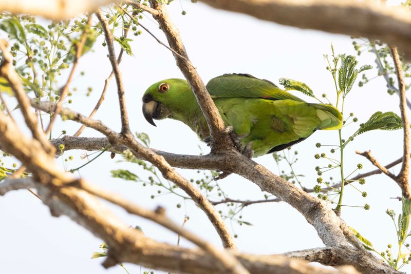Parrot, Yellow-naped