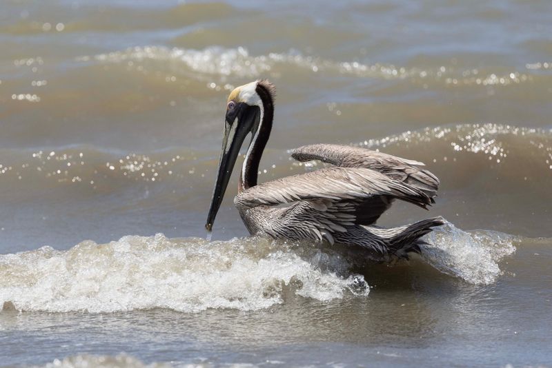 Pelican,Brown