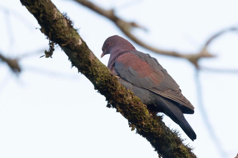 Pigeon,Red-billed