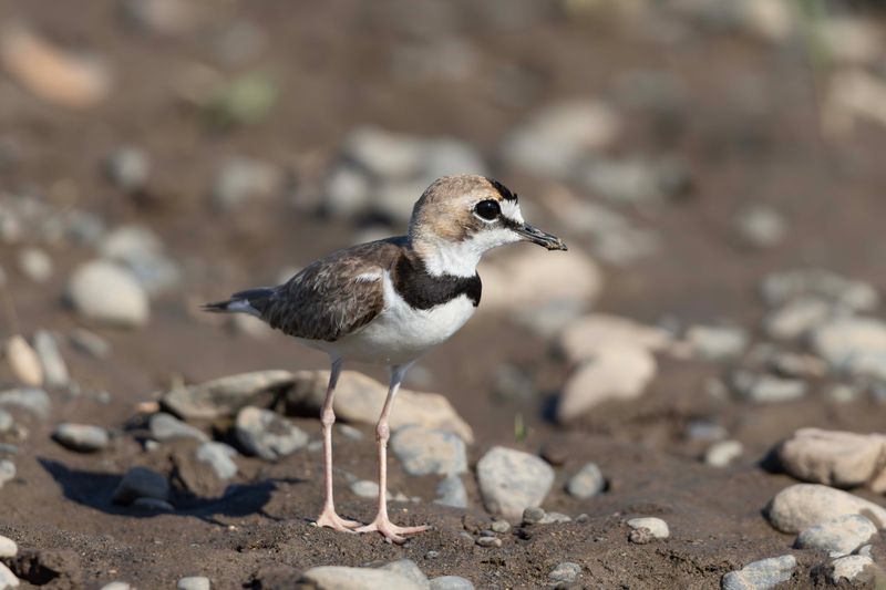 Collared Plover .