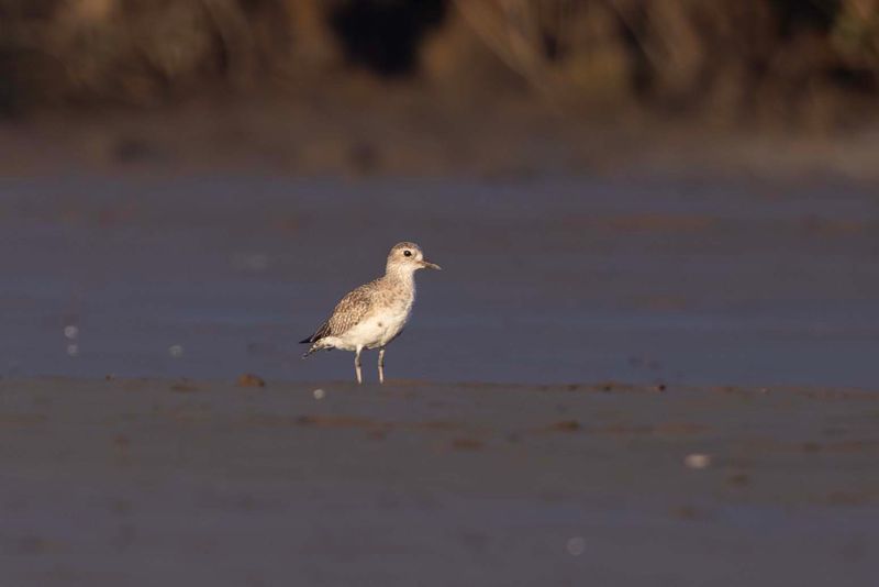 Plover,Grey