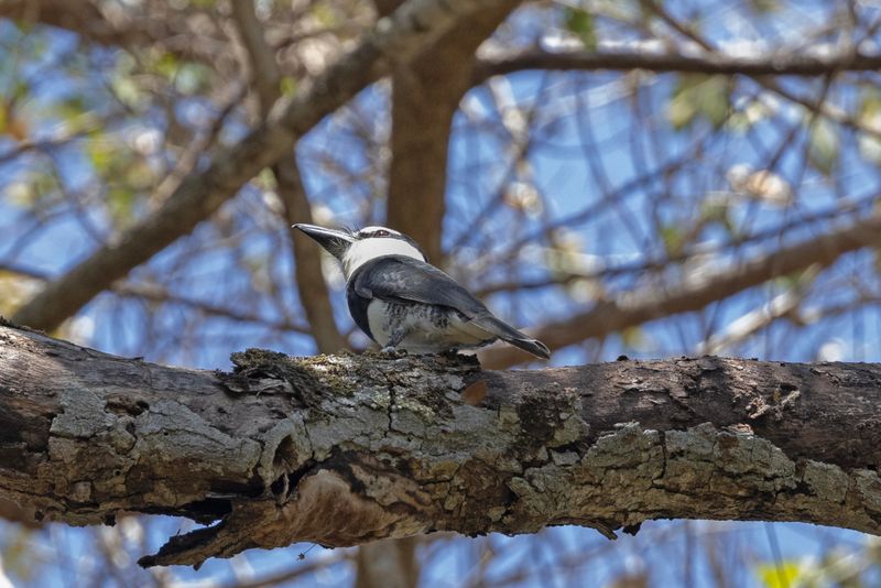 Puffbird,White-necked