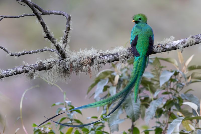 Resplendant Quetzal.
