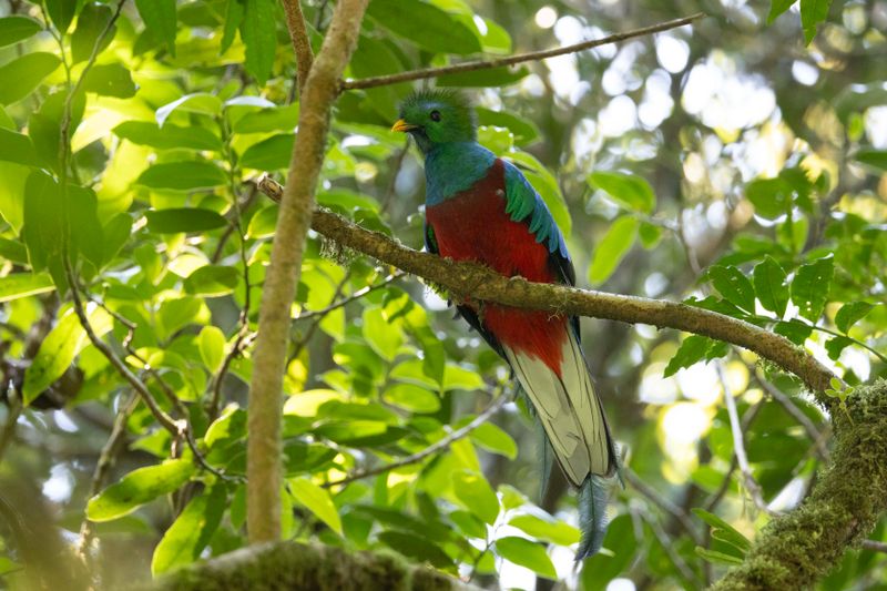 Resplendant Quetzal .