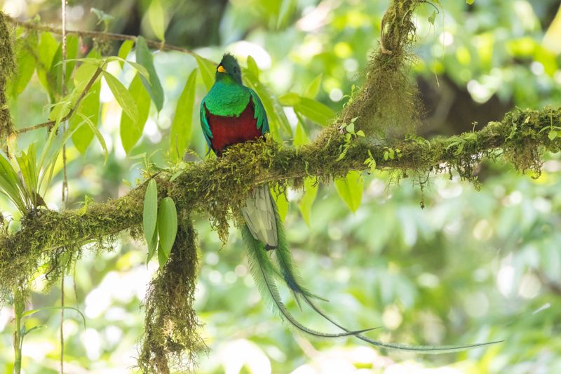Quetzal,Resplendant
