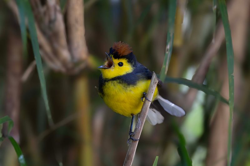 Collared Redstart.