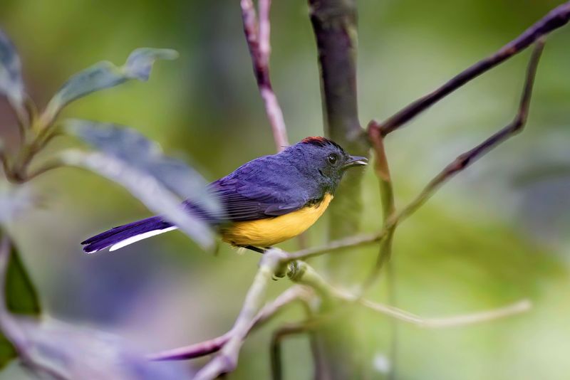 Slate-throated Redstart.