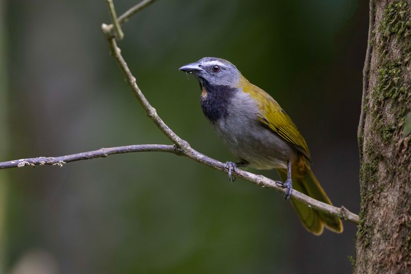 Saltator,Buff-throated