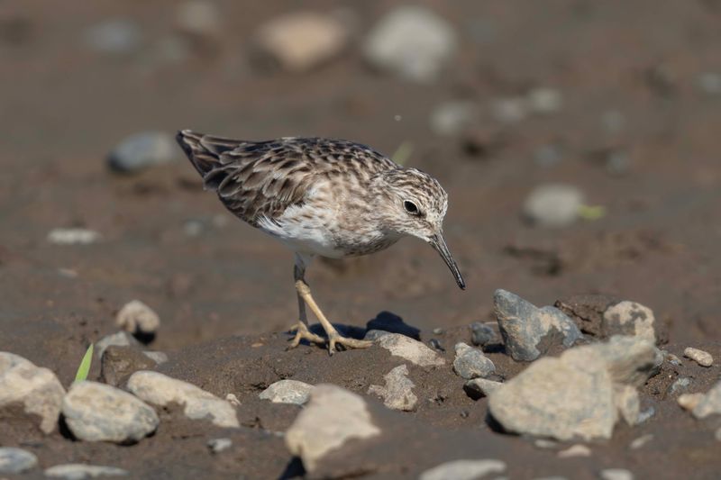Sandpiper,Least