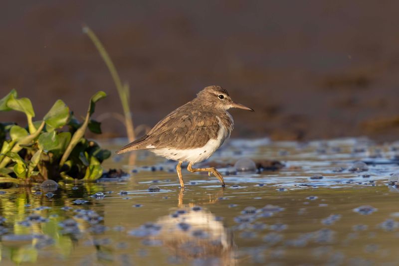Sandpiper,Spotted