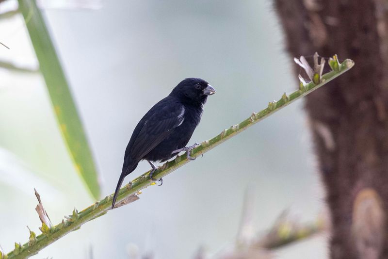 Variable Seedeater.