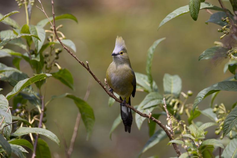 Silky-flycatcher,Long-tailed