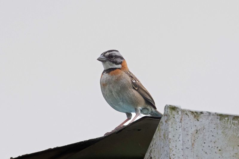 Rufous-collared Sparrow.
