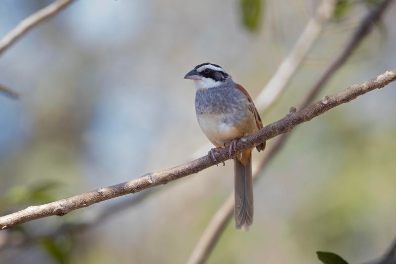 Sparrow,Stripe-headed
