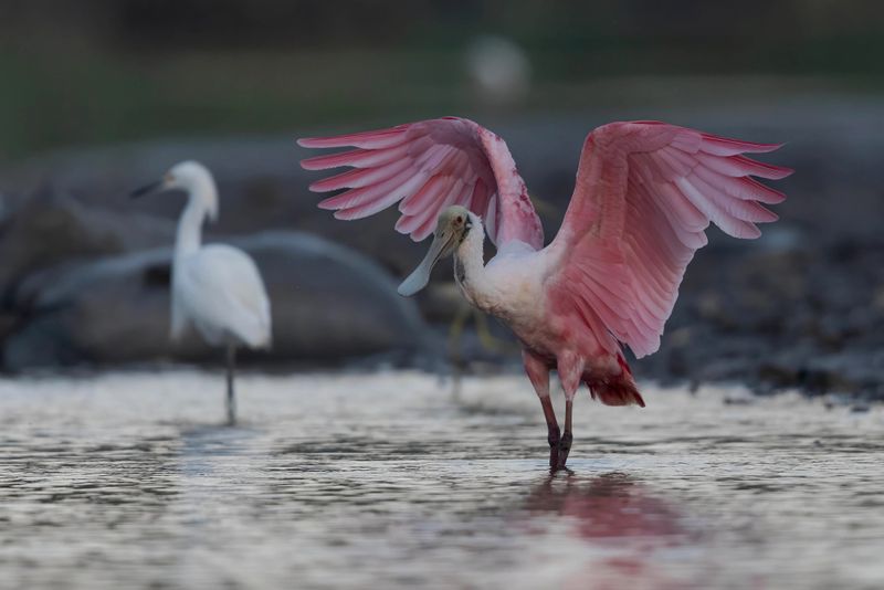 Spoonbill,Roseate
