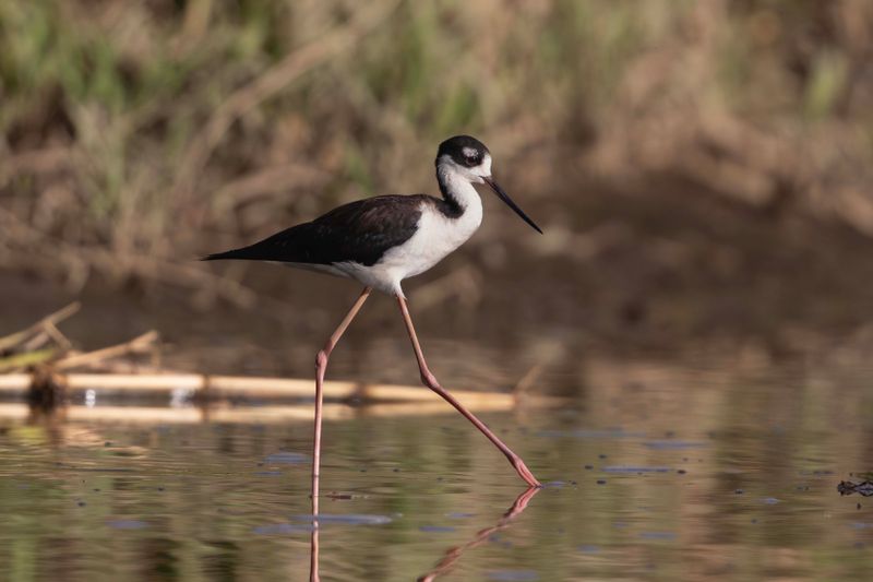 Stilt,Black-necked.