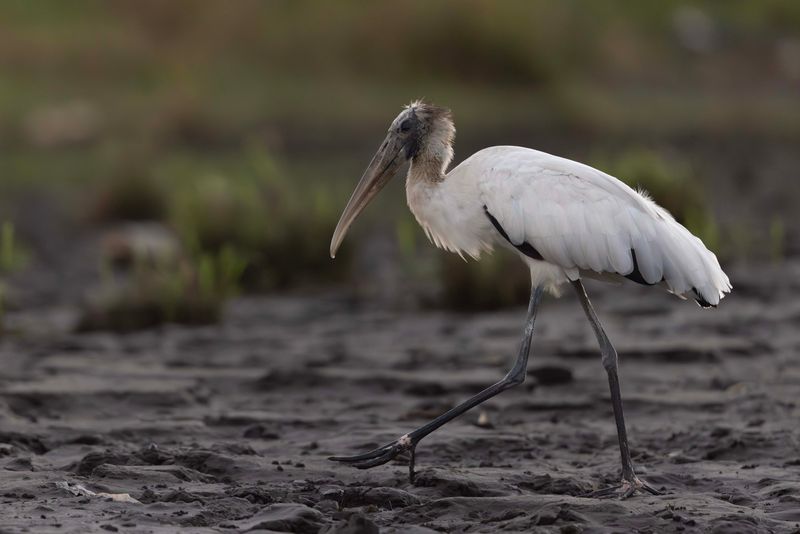 Stork,Wood.