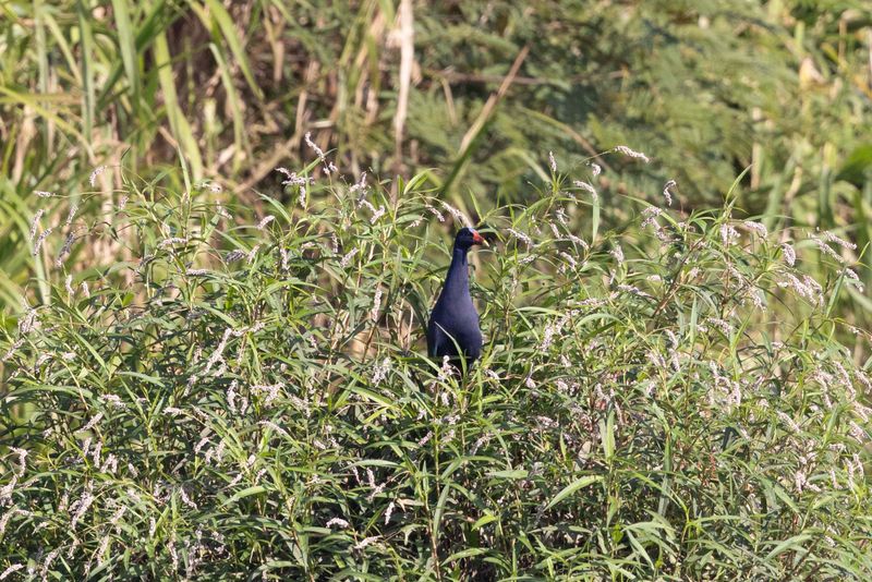 Swamphen,Purple.