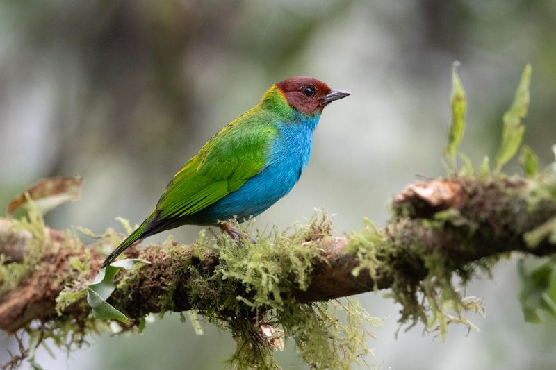 Tanager,Bay-headed.