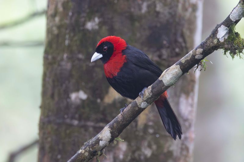 Tanager,Crimson-collared.