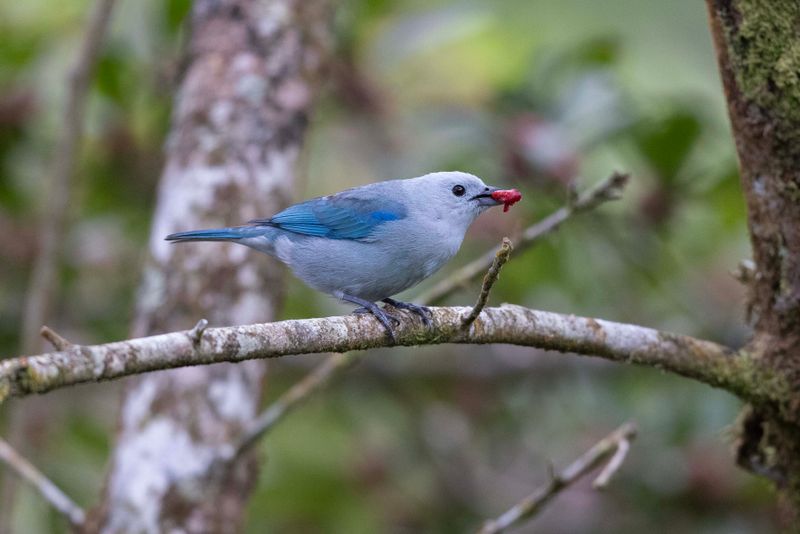 Tanager,Blue-grey.