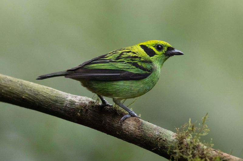 Tanager, Emerald.