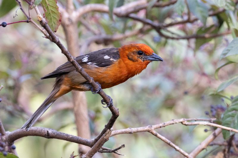 Tanager,Flame-coloured.