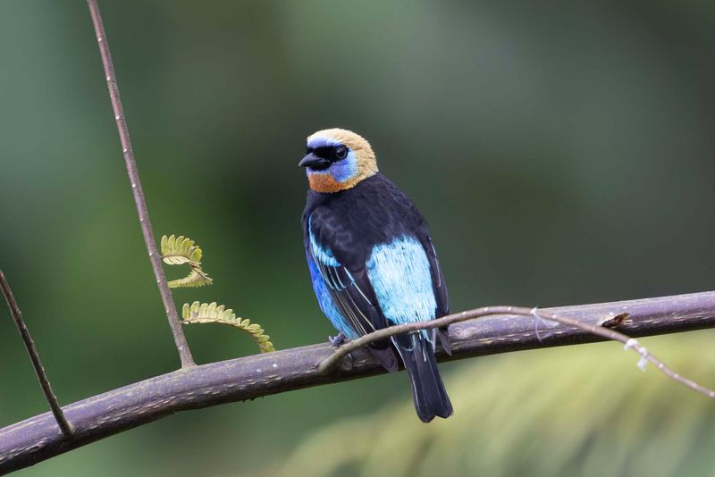 Tanager,Golden-hooded