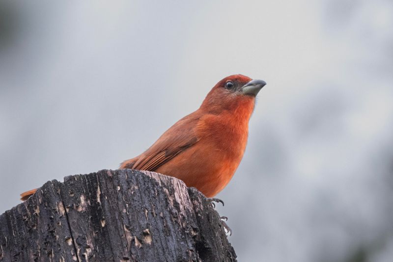 Tanager,Hepatic.