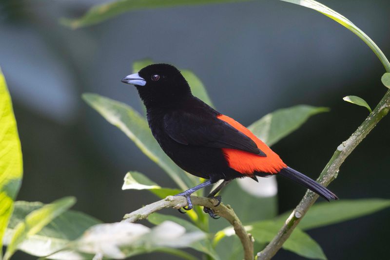Tanager,Scarlet-rumped.