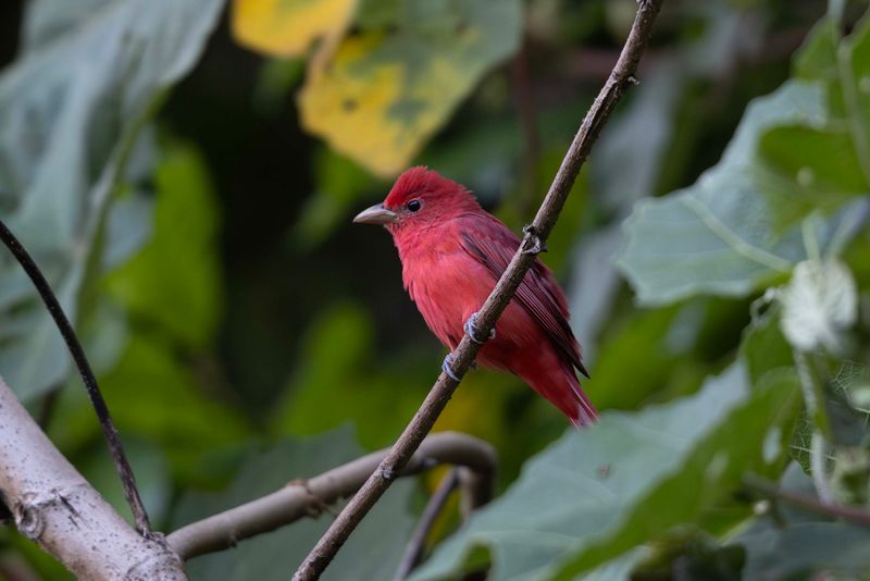 Tanager,Summer