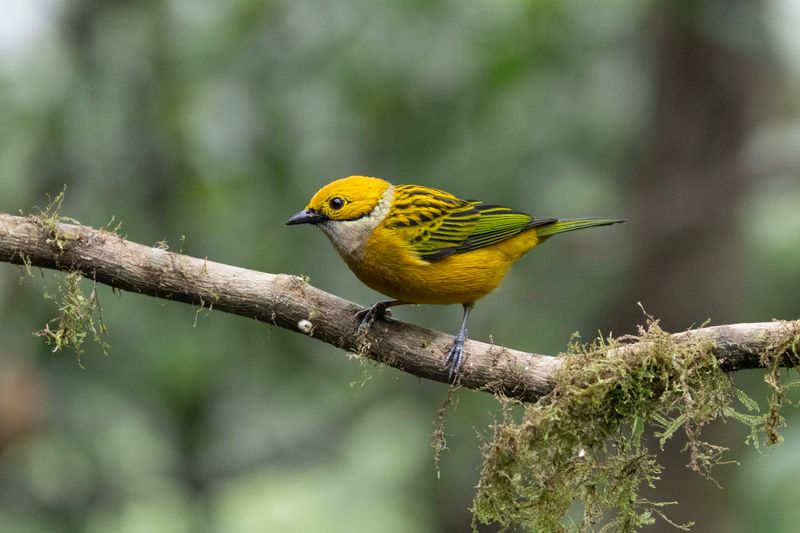 Tanager,Silver-throated .