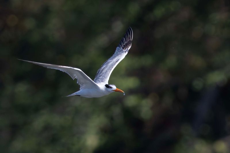 Tern,Royal