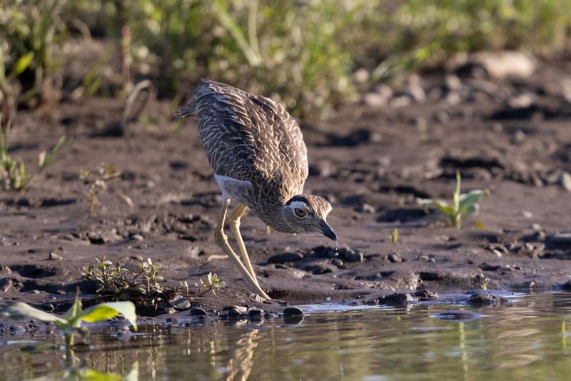 Thick-knee,Double-striped