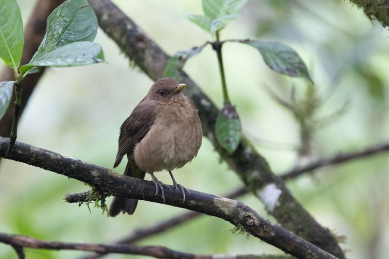 Thrush,Clay-coloured