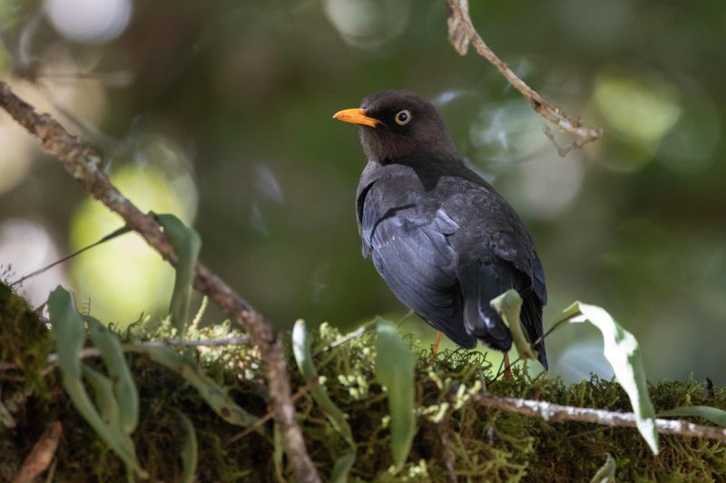 Thrush,Sooty