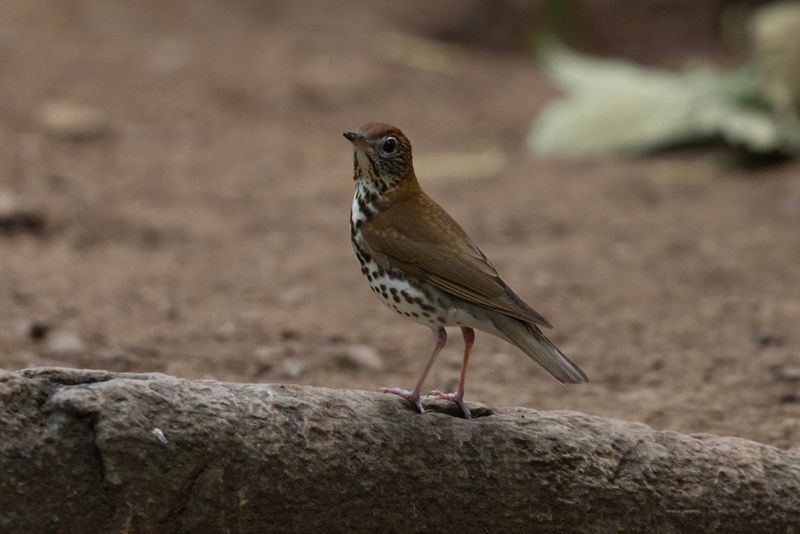Thrush,Wood