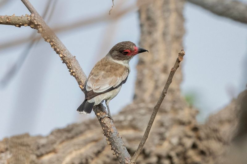 Tityra,Black-crowned