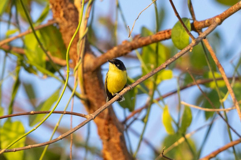 Tody-flycatcher,Common.